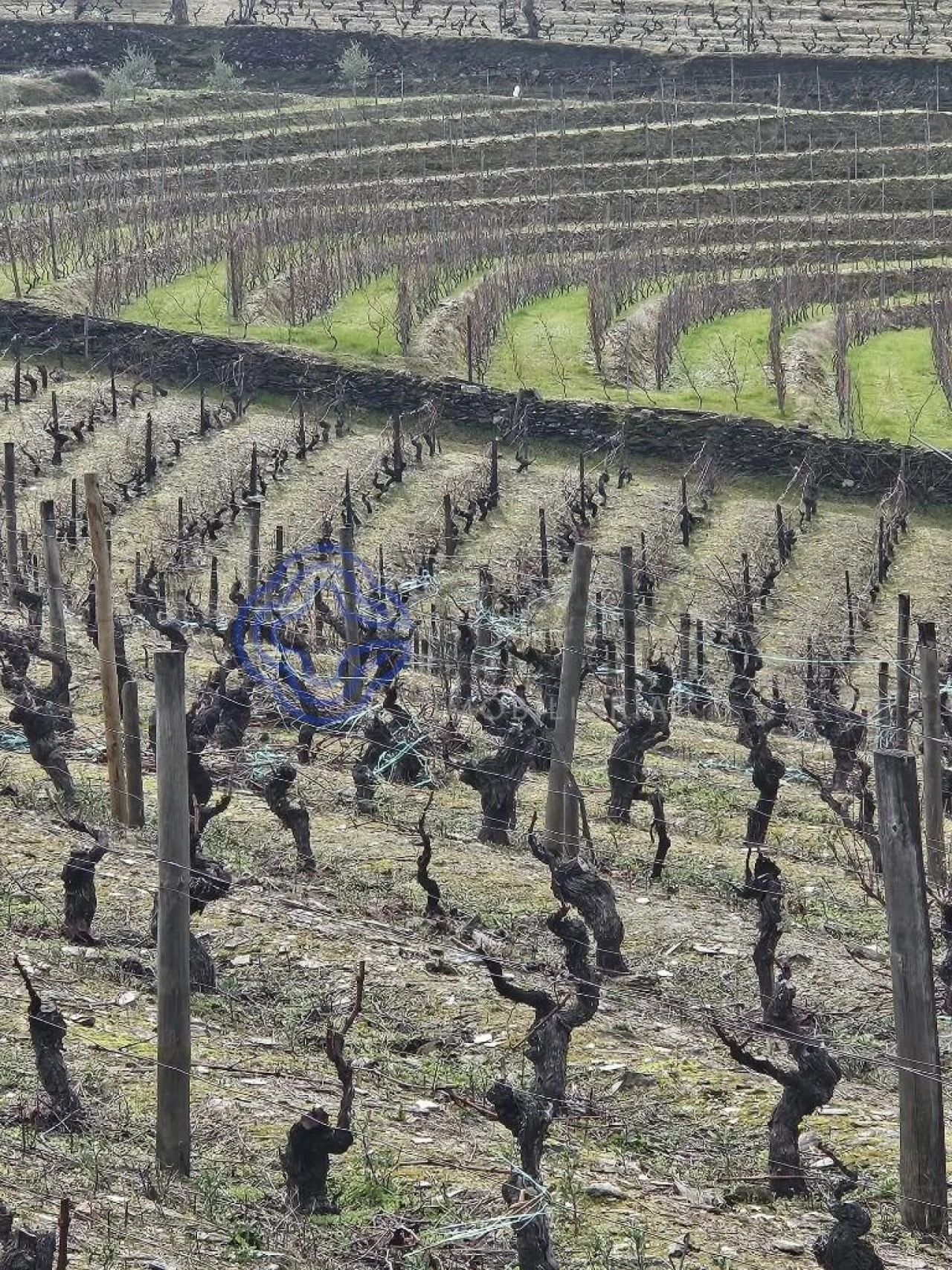 Terreno para Venda em Candedo Foto 3