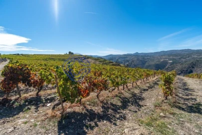 Terreno para Venda em Candedo