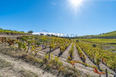 Terreno para Venda em Candedo