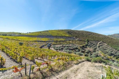 Terreno para Venda em Candedo