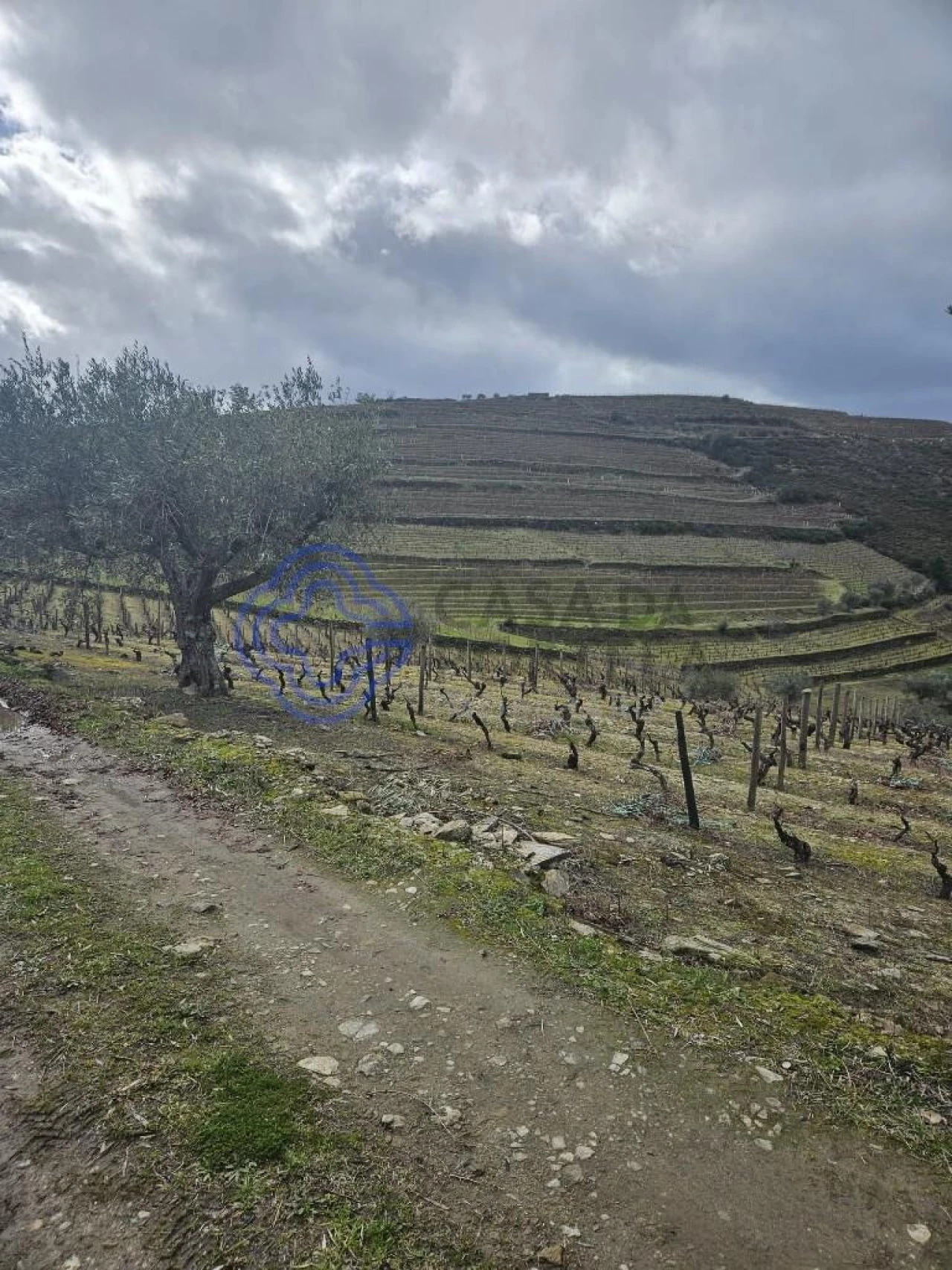 Terreno para Venda em Candedo Foto 7