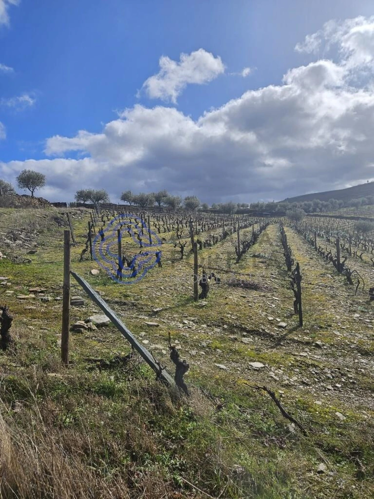 Terreno para Venda em Candedo Foto 14