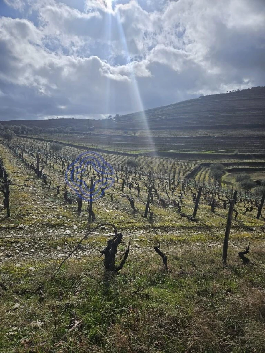 Terreno para Venda em Candedo Foto 15