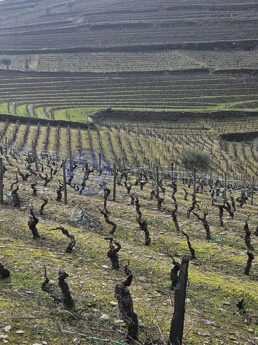 Terreno para Venda em Candedo Foto 5