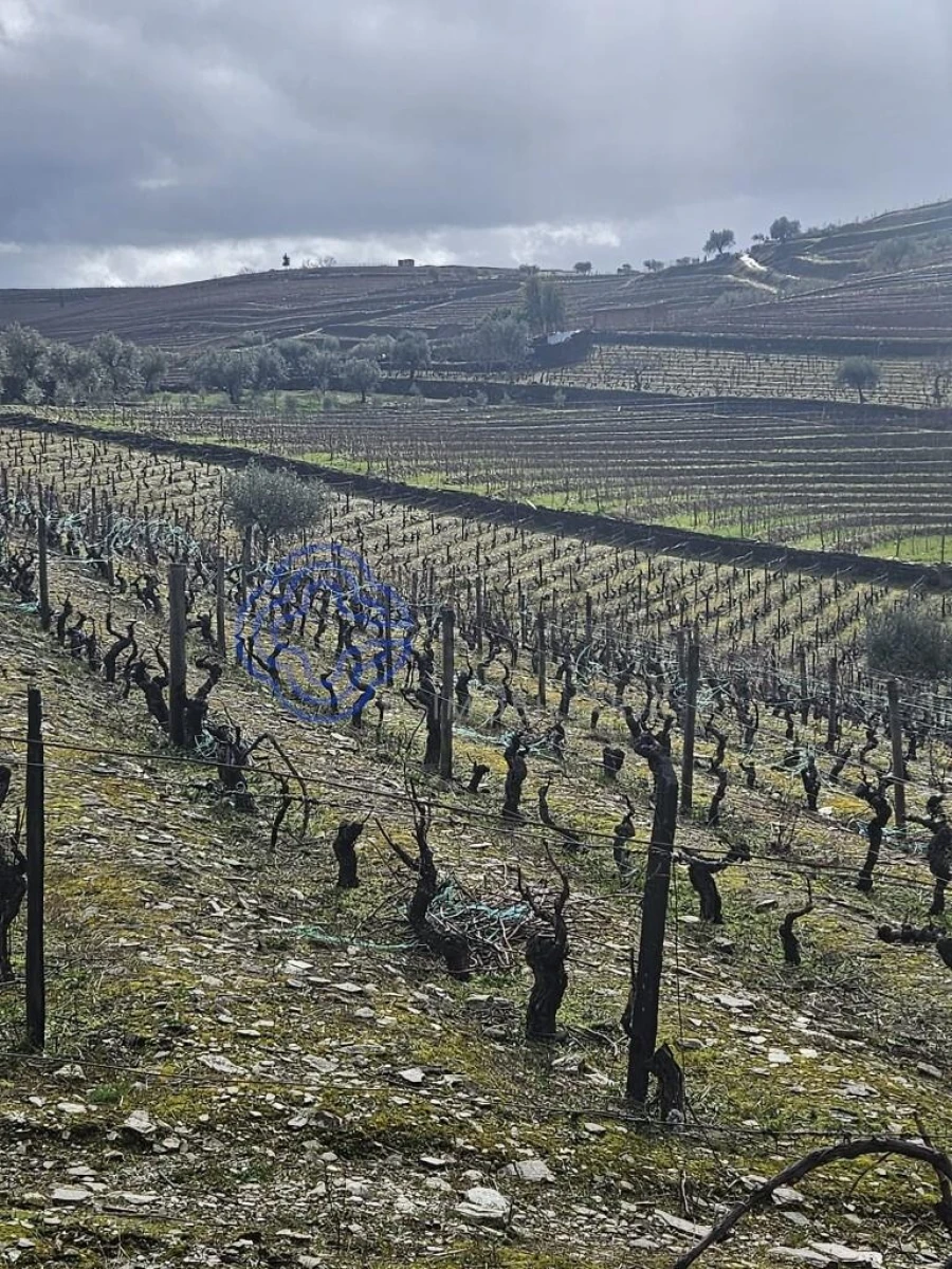 Terreno para Venda em Candedo Foto 9