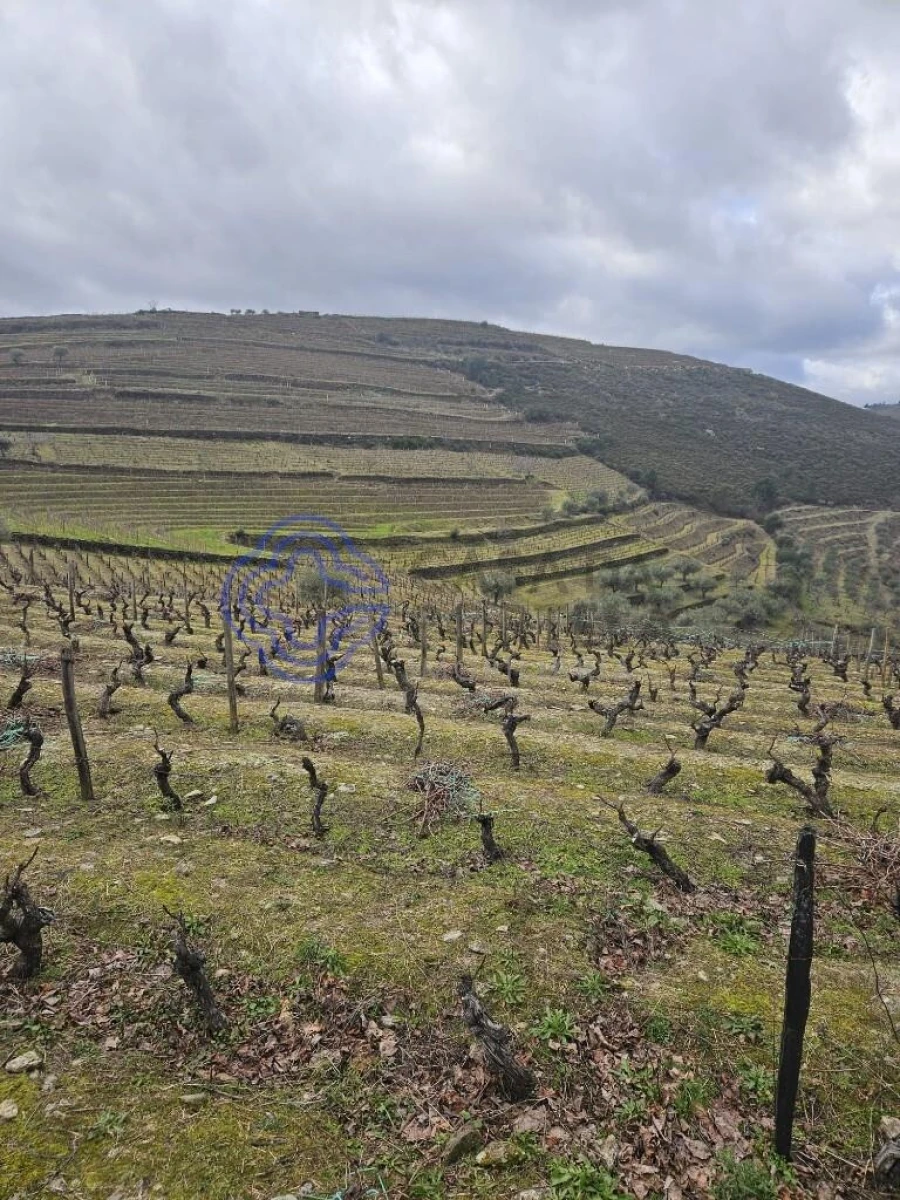 Terreno para Venda em Candedo Foto 26