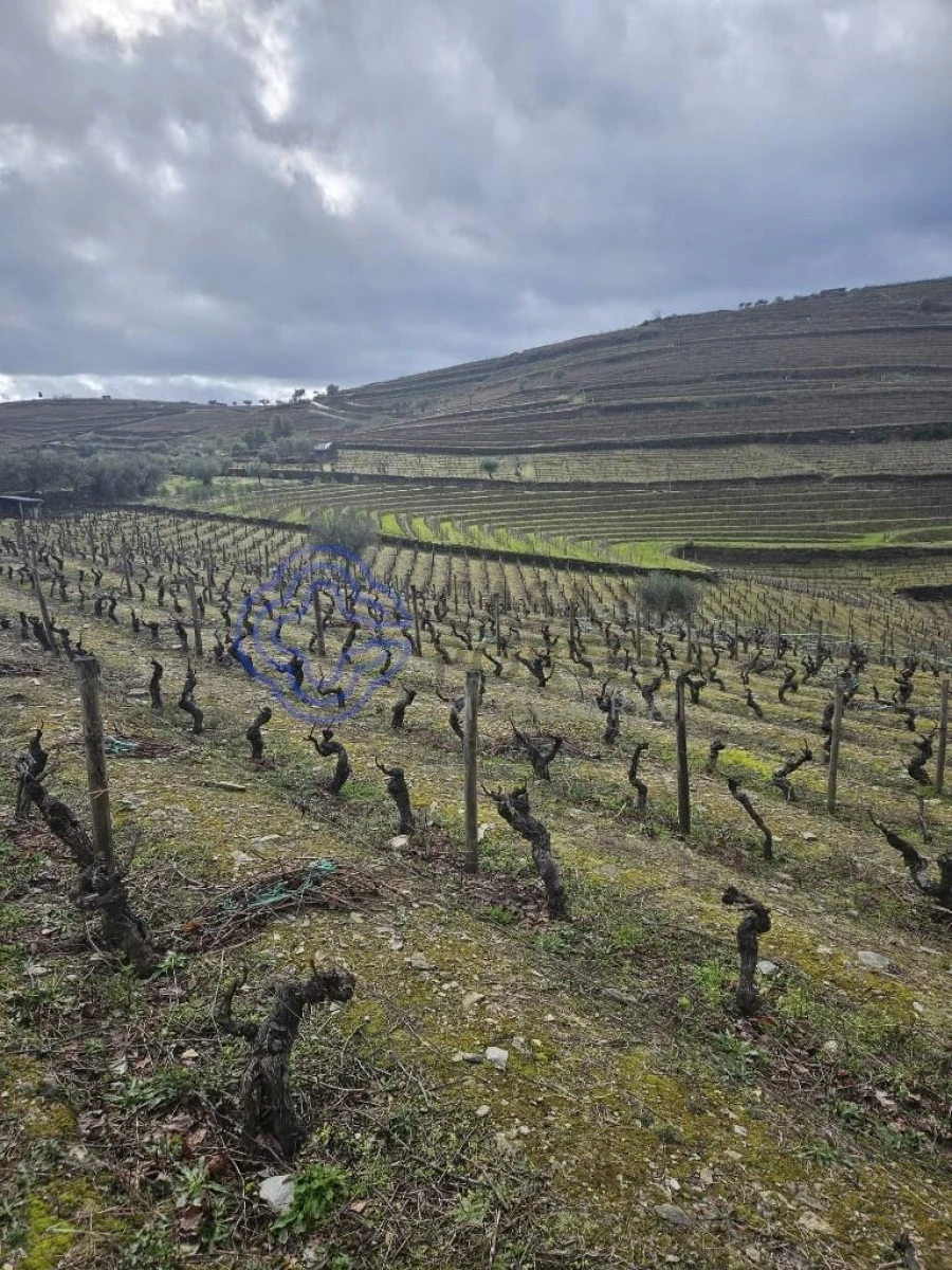 Terreno para Venda em Candedo Foto 18