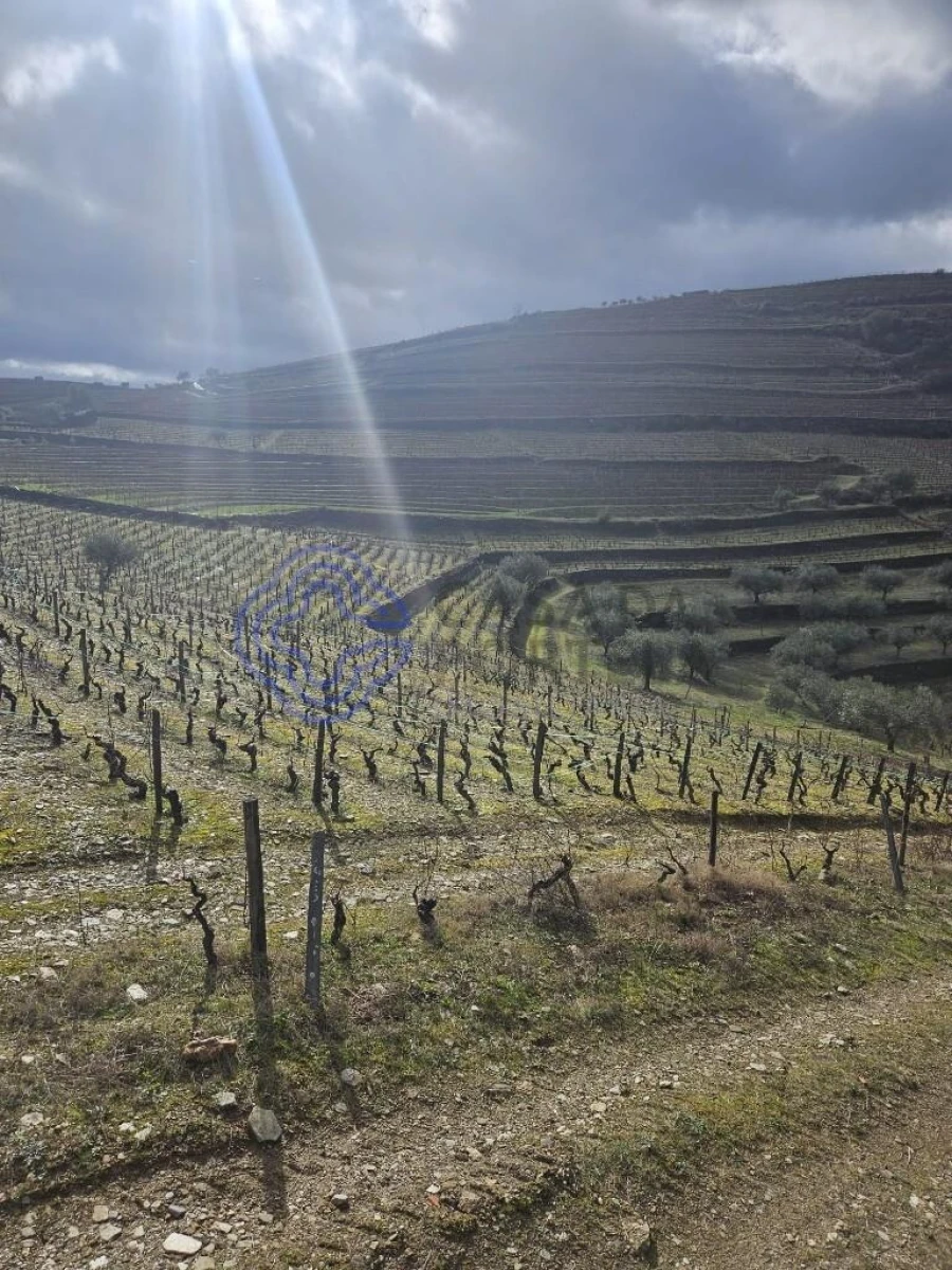 Terreno para Venda em Candedo Foto 17
