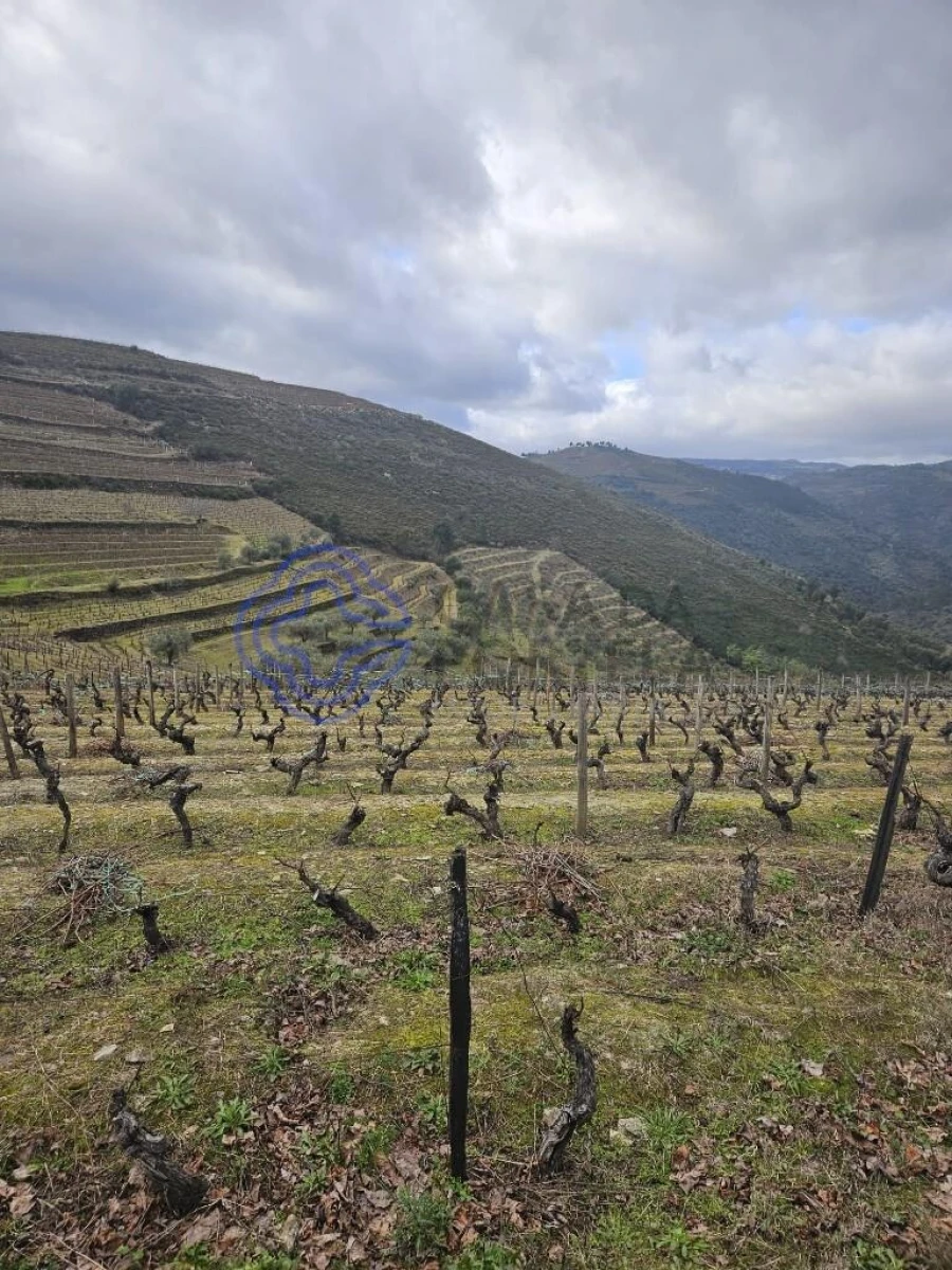Terreno para Venda em Candedo Foto 25