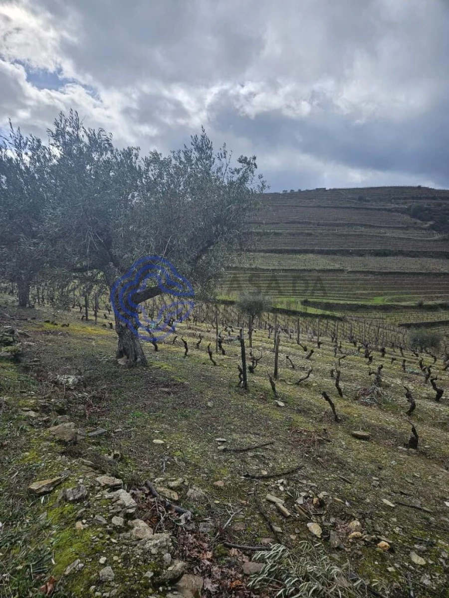 Terreno para Venda em Candedo Foto 2