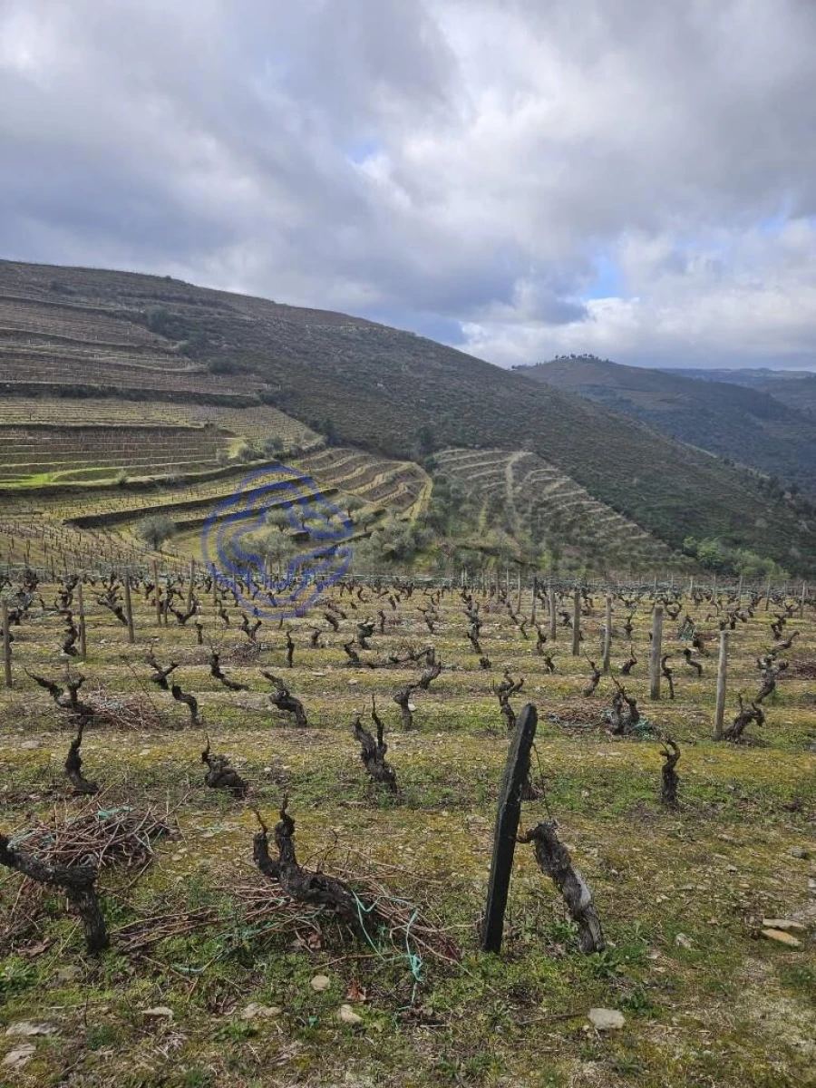 Terreno para Venda em Candedo Foto 20