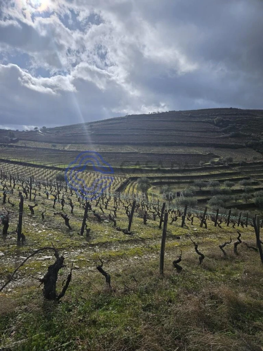 Terreno para Venda em Candedo Foto 13