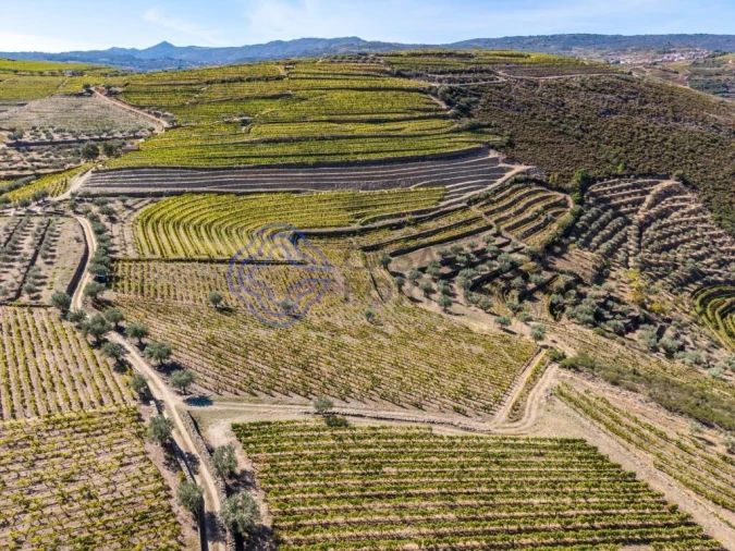 Terreno para Venda em Candedo Foto 5