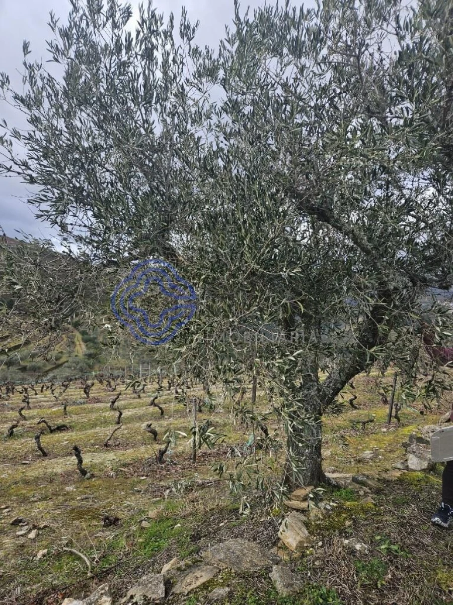 Terreno para Venda em Candedo Foto 6