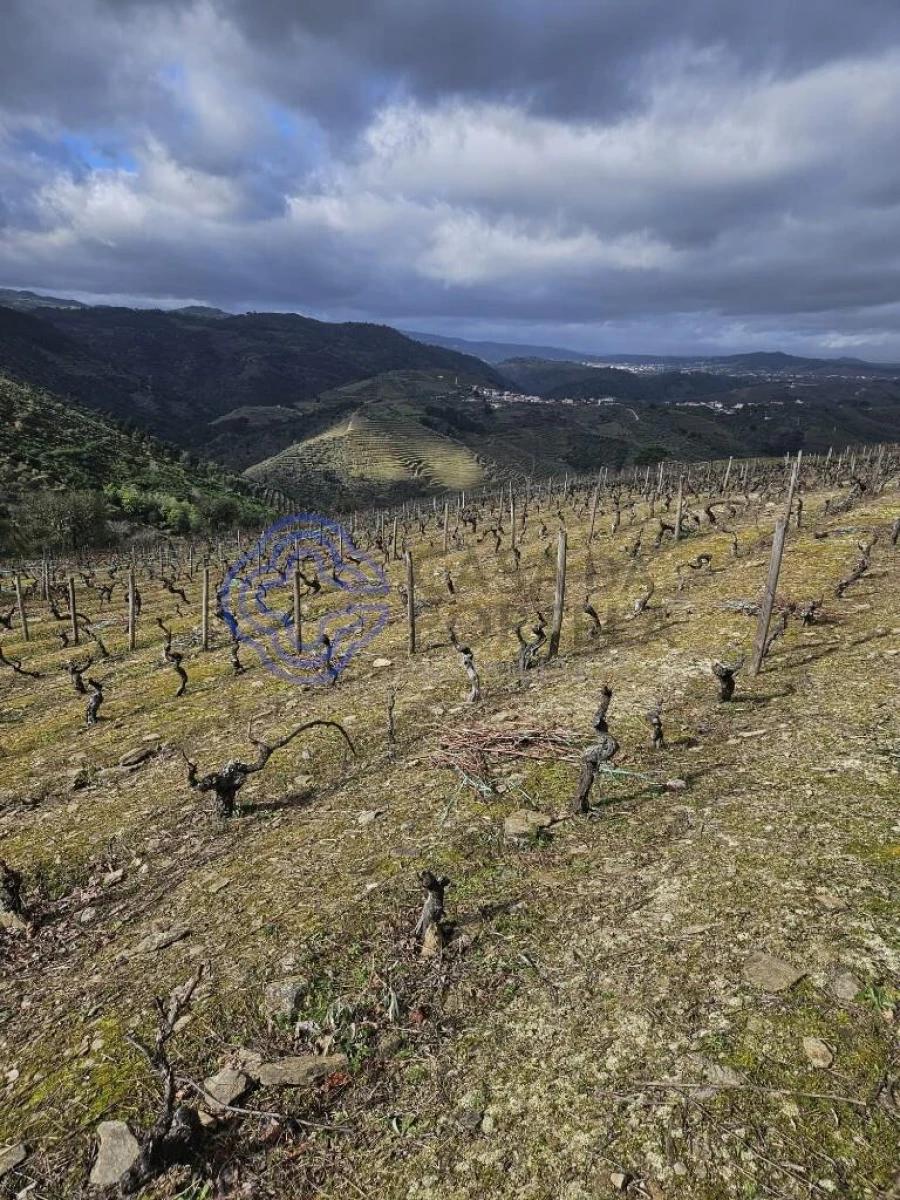Terreno para Venda em Candedo Foto 8