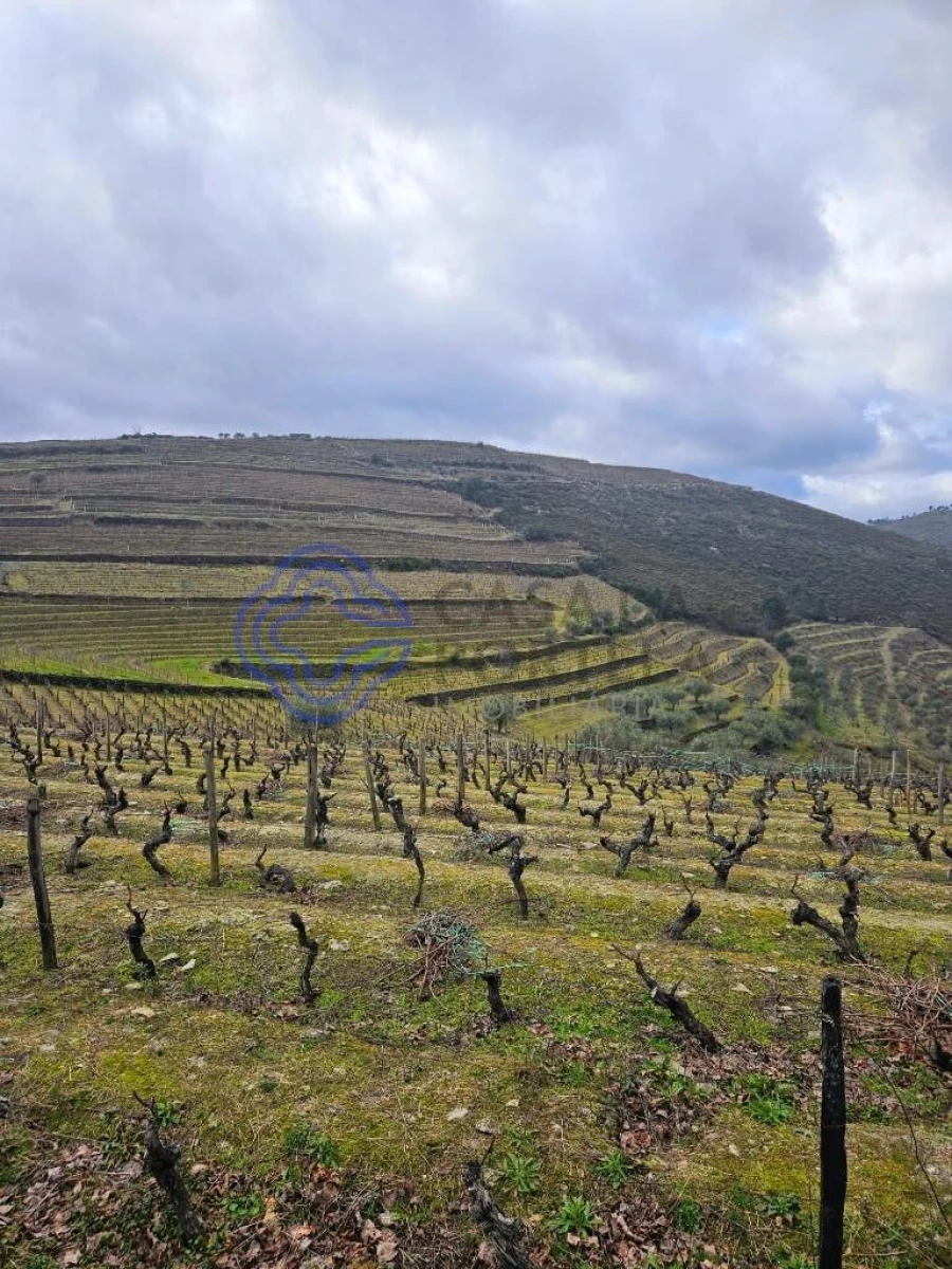 Terreno para Venda em Candedo Foto 23
