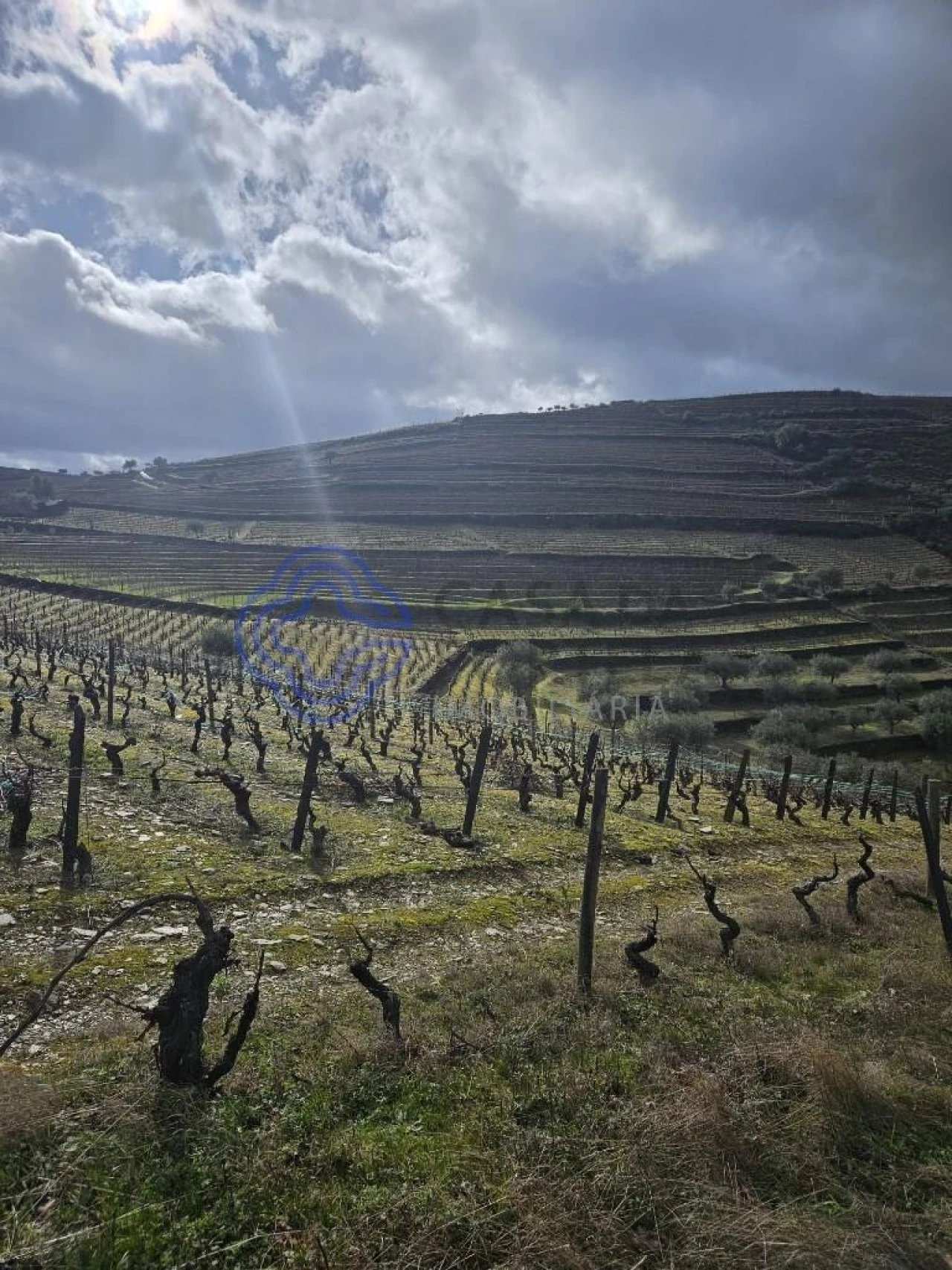 Terreno para Venda em Candedo Foto 13
