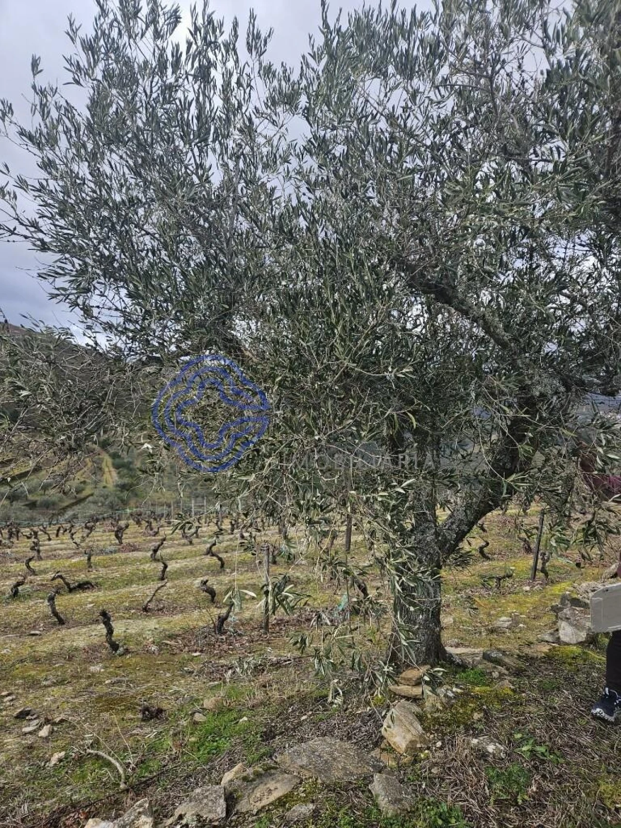 Terreno para Venda em Candedo Foto 6
