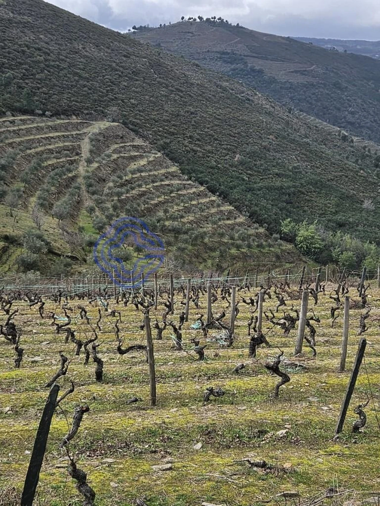 Terreno para Venda em Candedo Foto 4