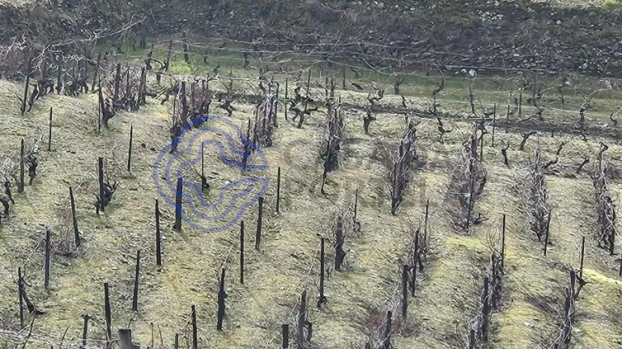 Terreno para Venda em Candedo