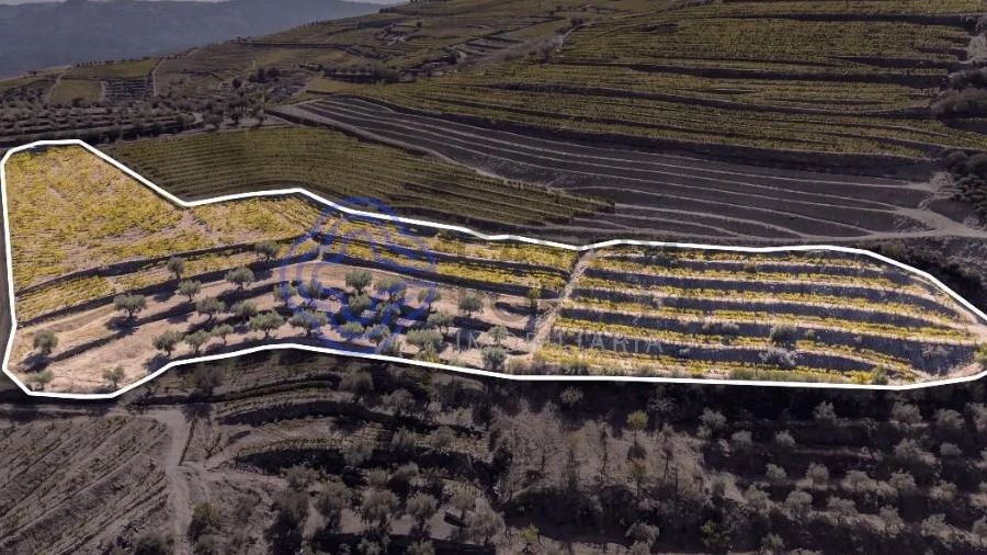 Terreno para Venda em Candedo
