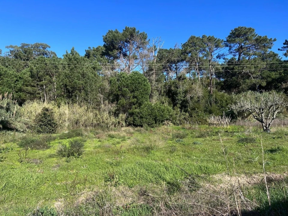 Terreno para Venda em Santa Maria e São Miguel, São Martinho, São Pedro Penaferrim Foto 4