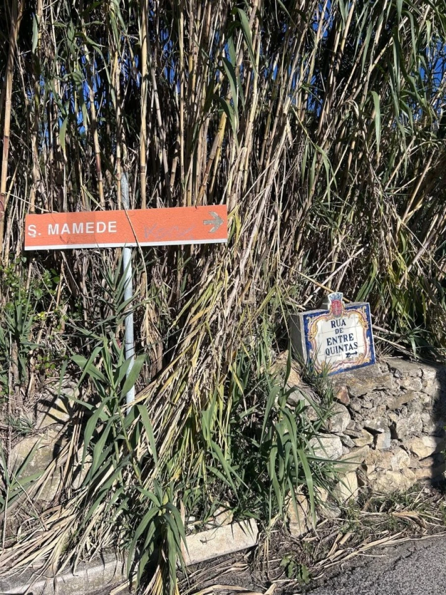 Terreno para Venda em Santa Maria e São Miguel, São Martinho, São Pedro Penaferrim Foto 2