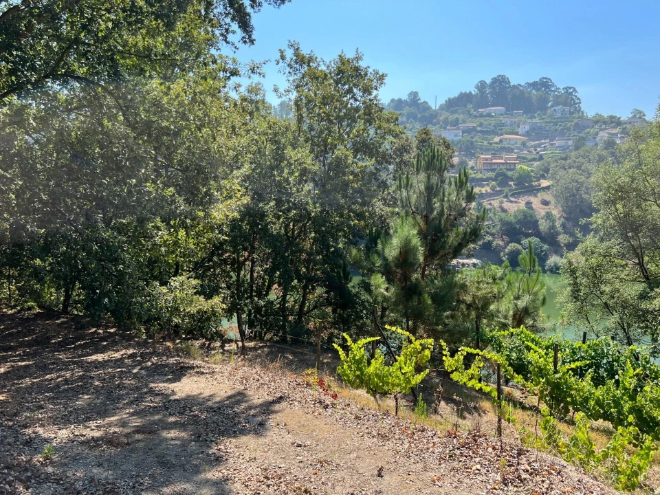 Quinta T5 para Venda em Sande e São Lourenço Foto 123