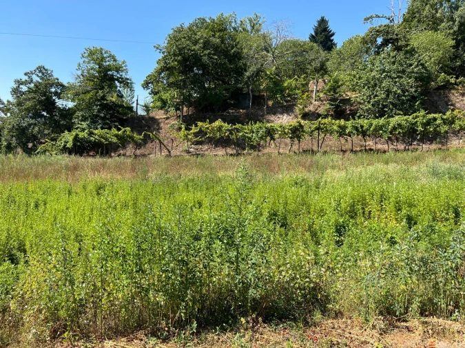 Quinta T5 para Venda em Sande e São Lourenço Foto 111