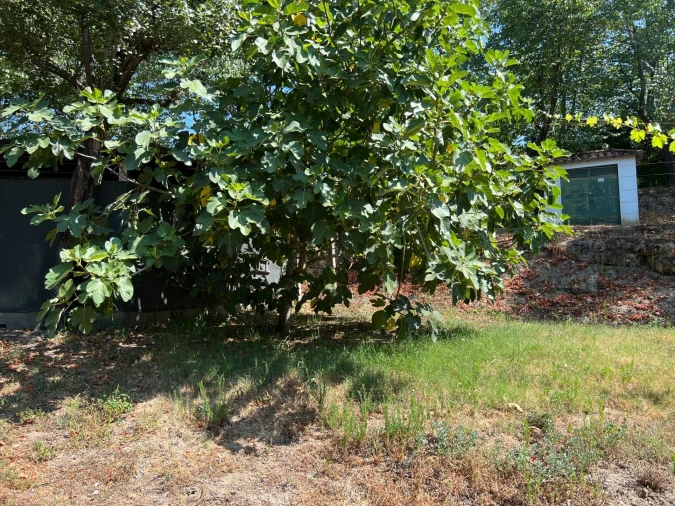 Quinta T5 para Venda em Sande e São Lourenço Foto 114