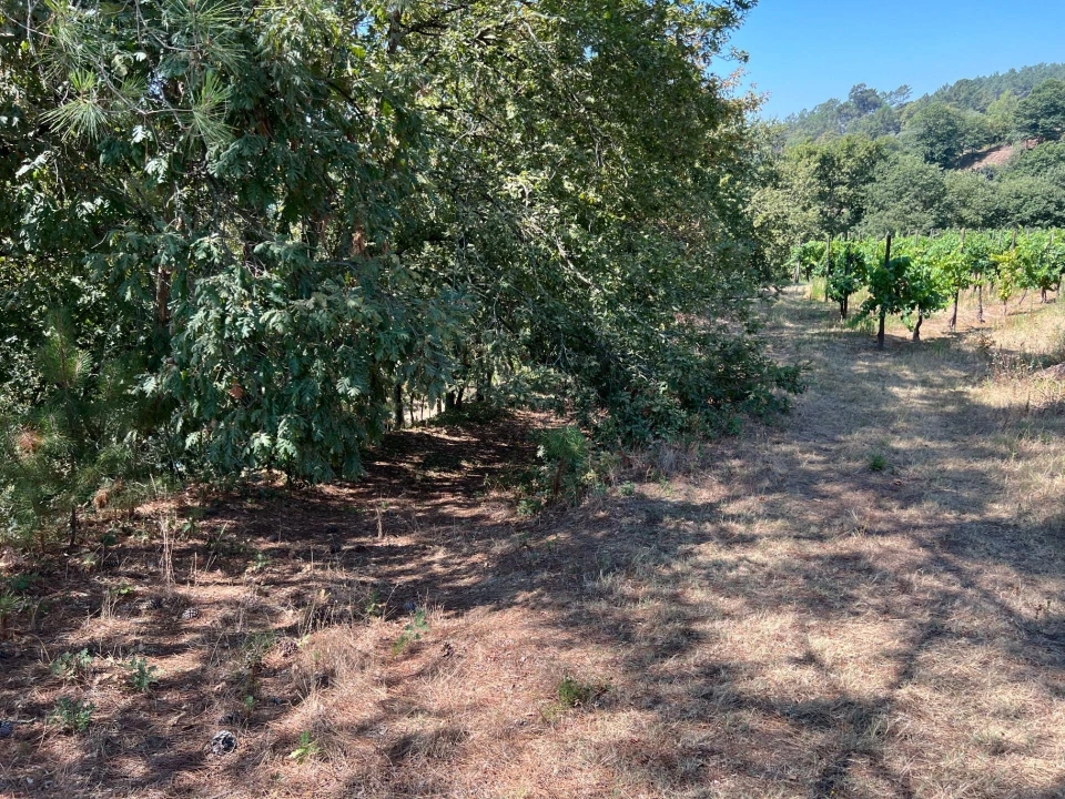 Quinta T5 para Venda em Sande e São Lourenço Foto 125