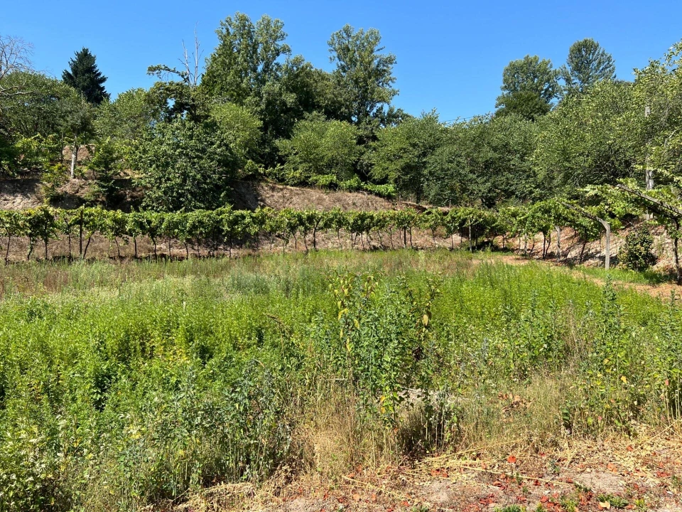Quinta T5 para Venda em Sande e São Lourenço Foto 113