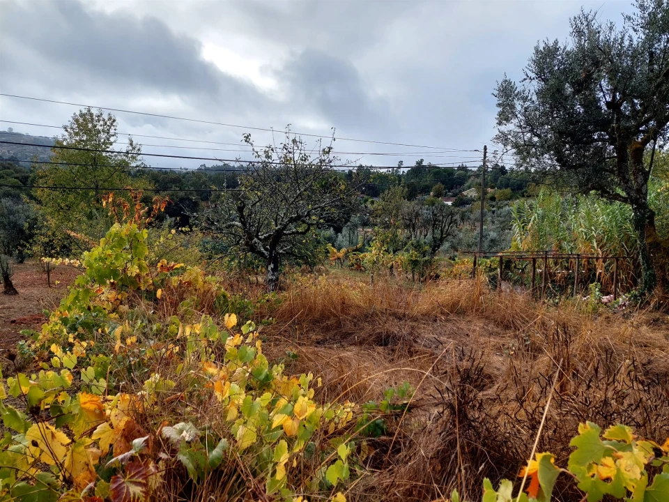 Terreno Agricola ou Rústico para Venda em Mangualde, Mesquitela e Cunha Alta Foto 3