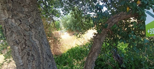 Terreno Agricola ou Rústico para Venda em Ninho do Açor e Sobral do Campo