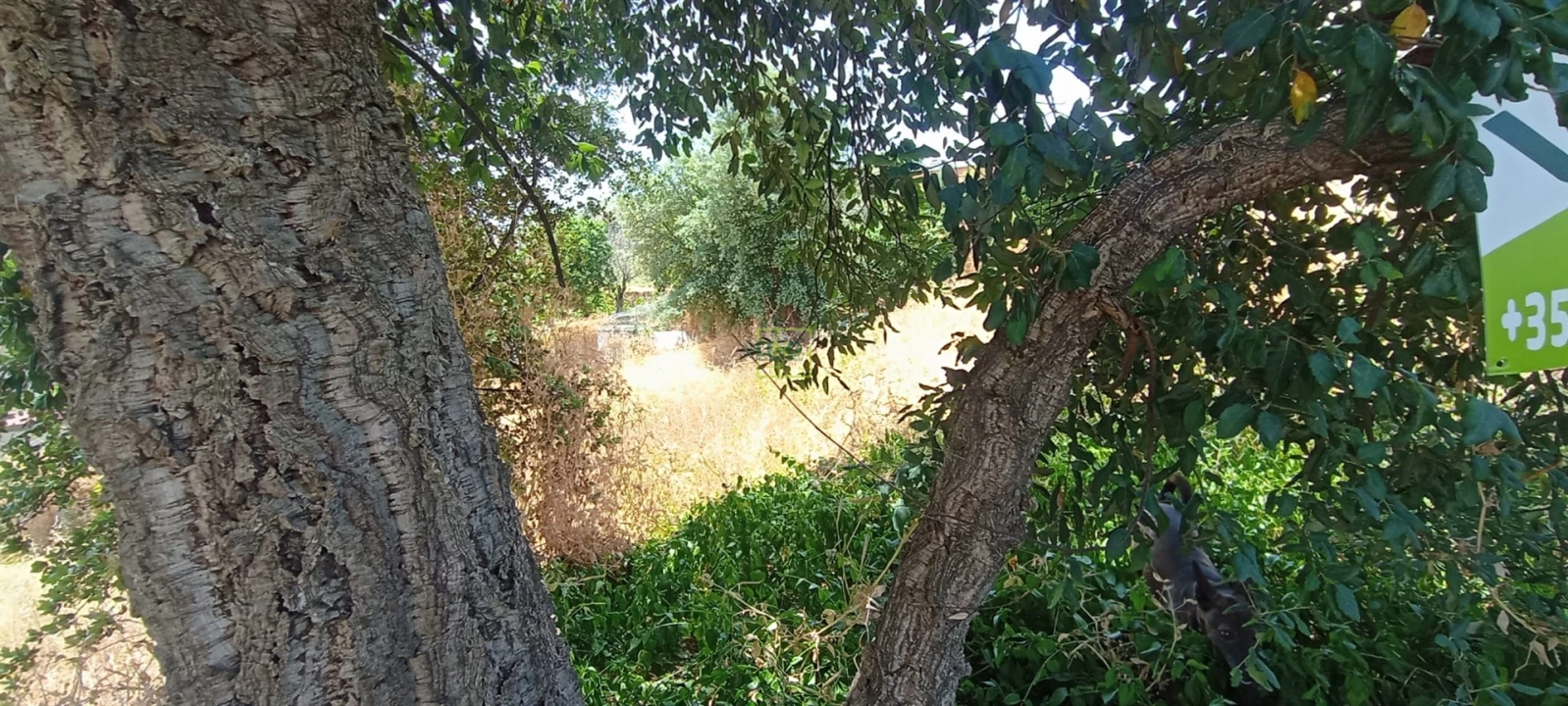 Terreno Agricola ou Rústico para Venda em Ninho do Açor e Sobral do Campo Foto 24