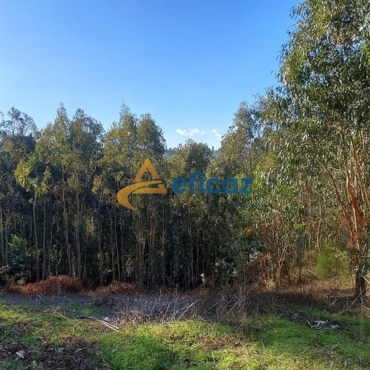 Terreno Agricola ou Rústico para Venda em Lagares e Figueira Foto 1