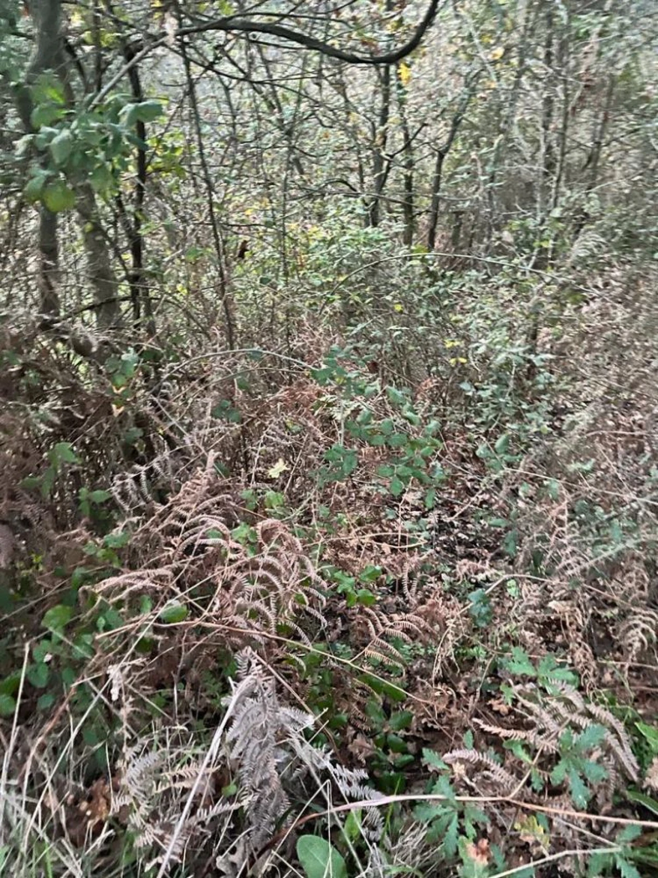 Terreno para Venda em Souselo Foto 12