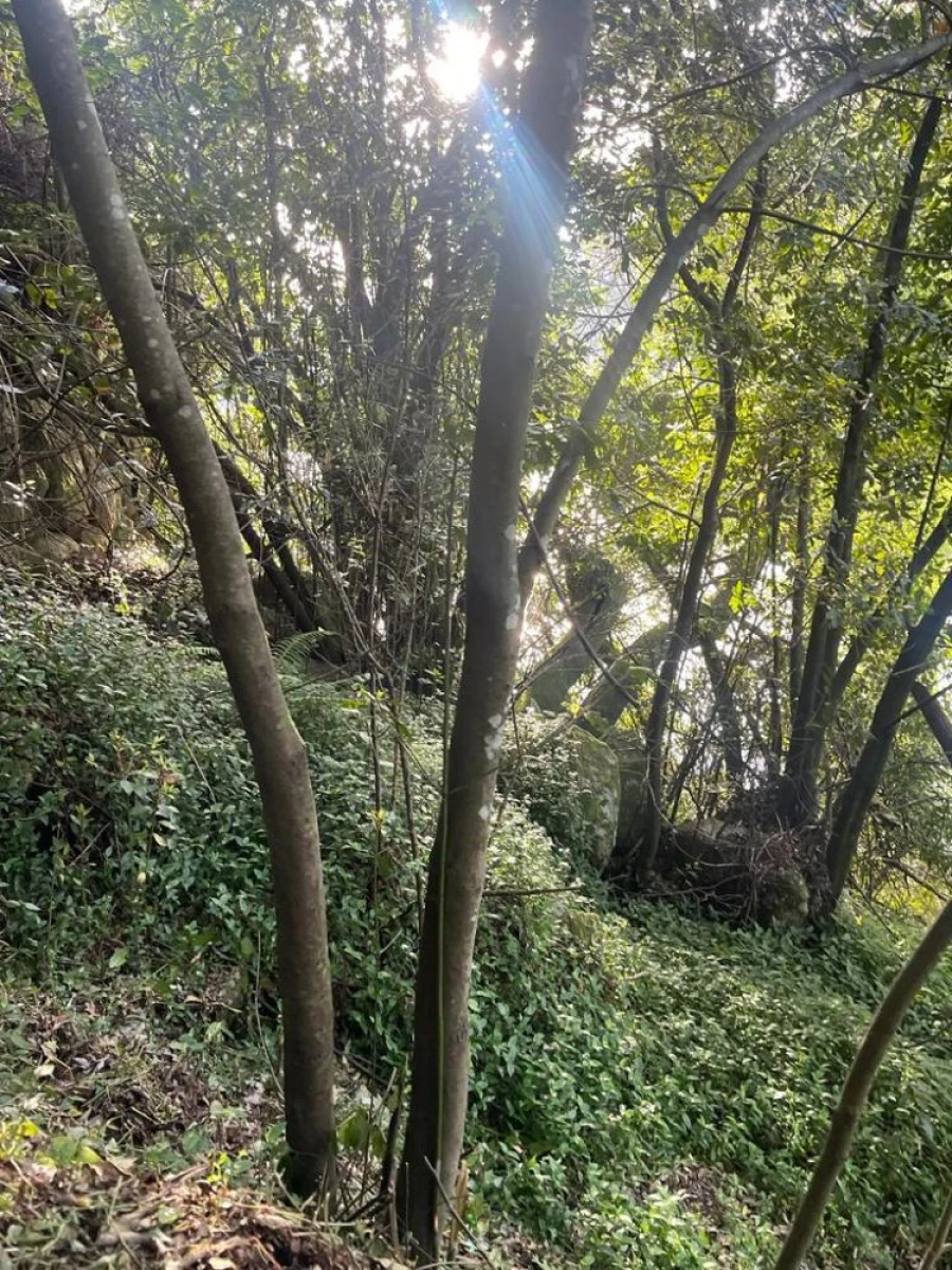 Terreno para Venda em Souselo Foto 25