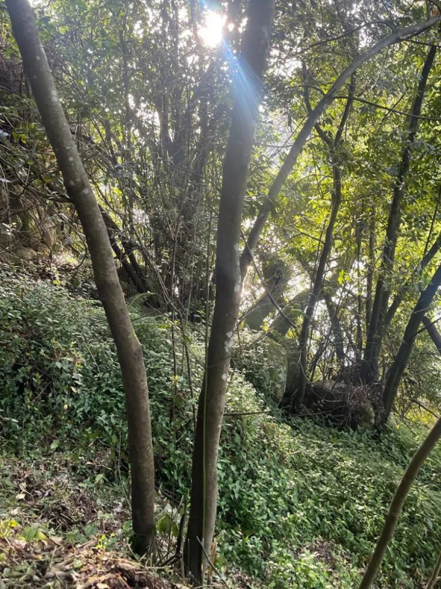 Terreno para Venda em Souselo Foto 17