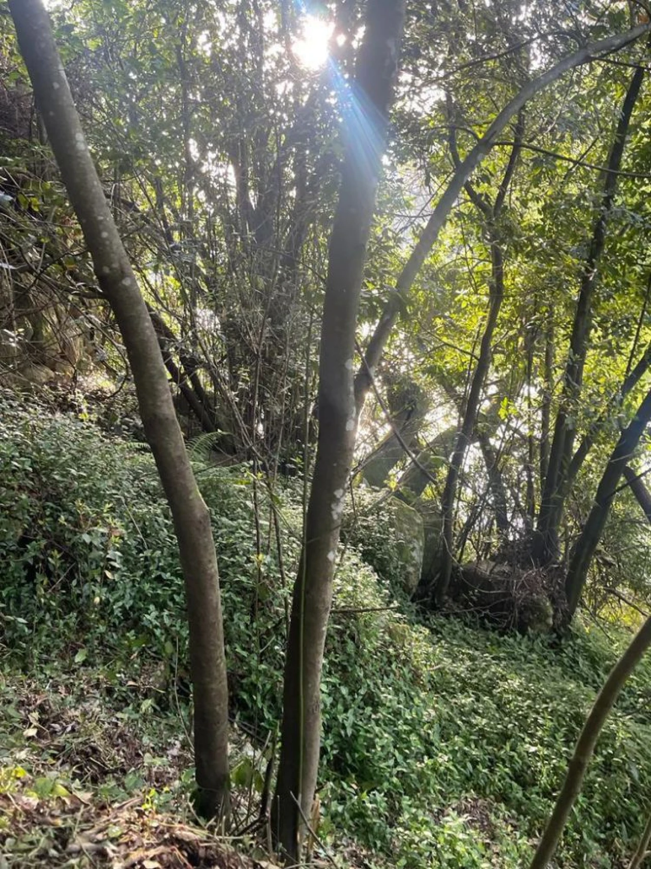 Terreno para Venda em Souselo Foto 17