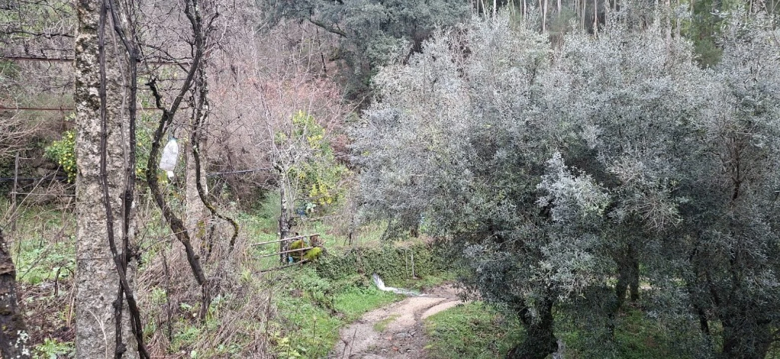 Terreno para Venda em Valdosende Foto 15