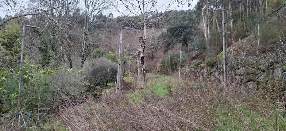 Terreno para Venda em Valdosende Foto 24