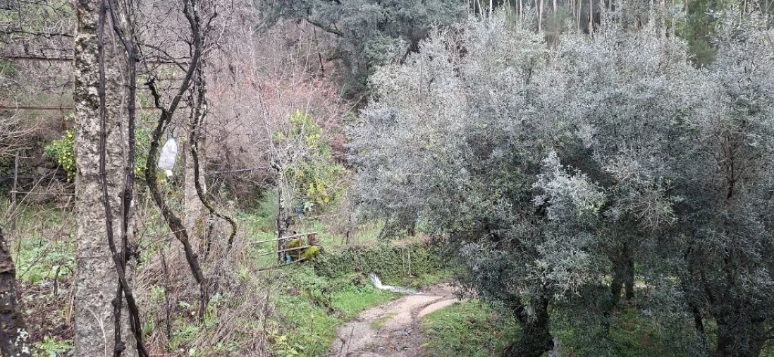 Terreno para Venda em Valdosende Foto 15