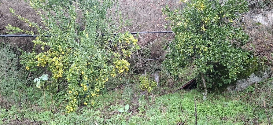 Terreno para Venda em Valdosende Foto 19