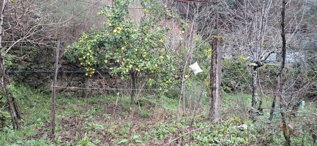 Terreno para Venda em Valdosende Foto 16