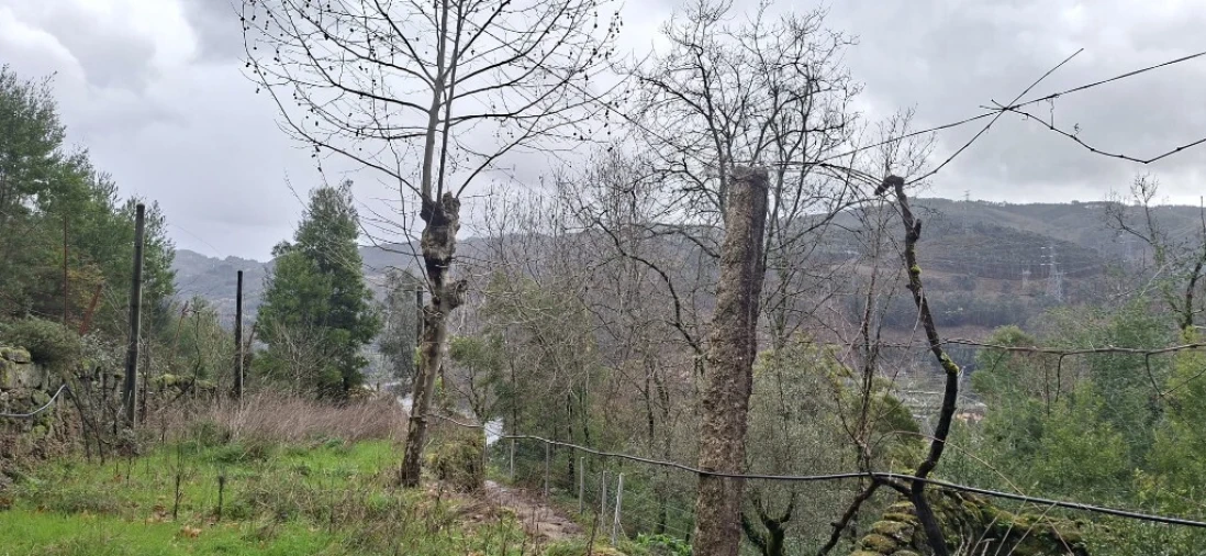 Terreno para Venda em Valdosende