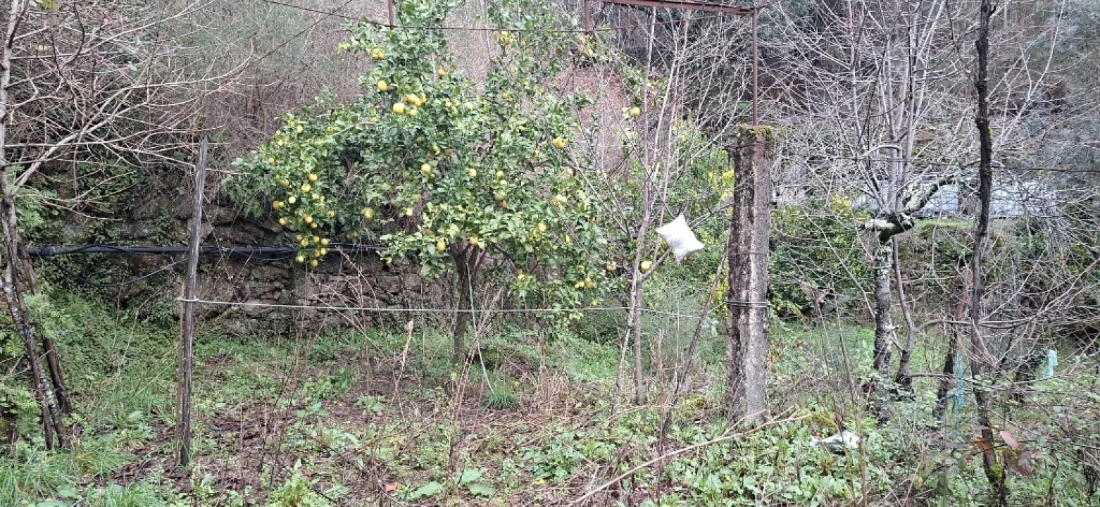 Terreno para Venda em Valdosende Foto 16