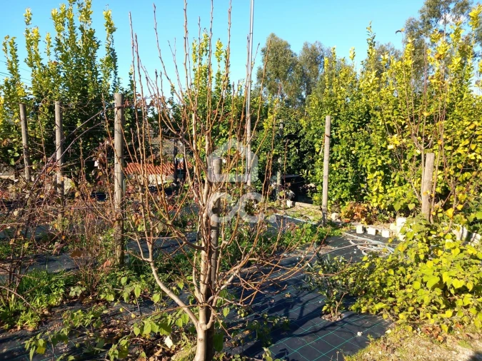 Moradia T4 para Venda em Revelhe Foto 36