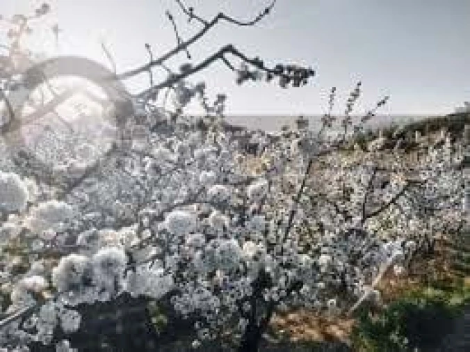 Negócio para Venda em Fundão, Valverde, Donas, A. Joanes, A. Nova Cabo Foto 14