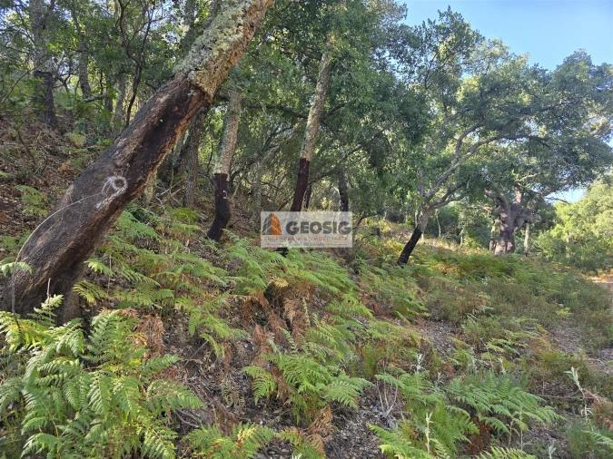 Quinta T2 para Venda em Reliquias Foto 23